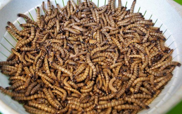 Comisia Europeană a autorizat o insectă ca aliment