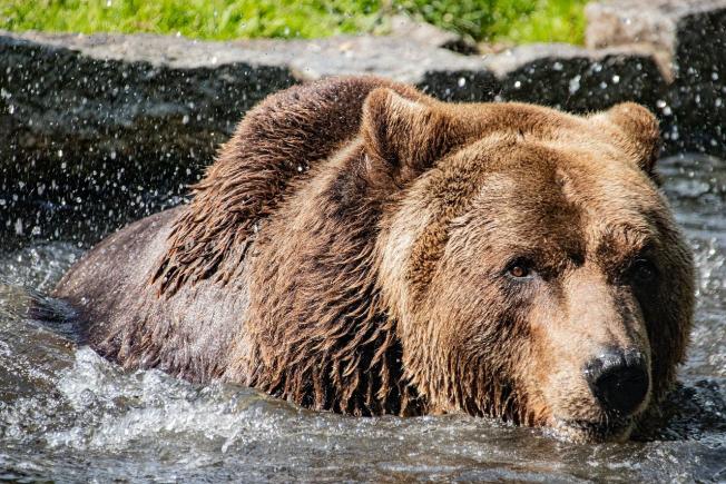 Guvernul a adoptat OUG care permite împușcarea urșilor