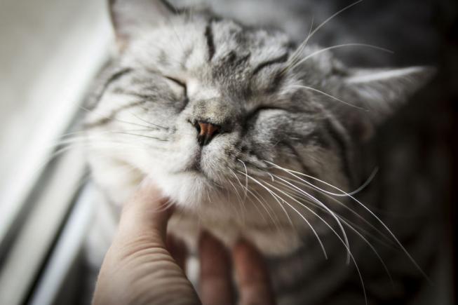 Terapia prin tors: de ce ne fac pisicile atât de fericiți?