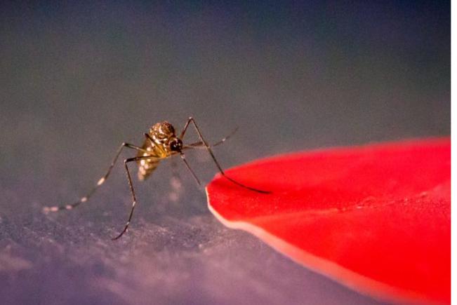 Cercetătorii au descoperit cum să convingi țânțarii să te lase în pace și să înțepe pe cineva pe care îl urăști
