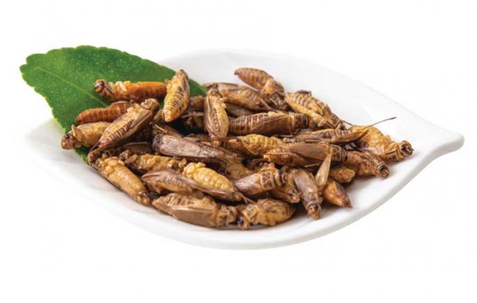 Greierele de casă devine a treia insectă autorizată ca ingredient alimentar pe piața UE