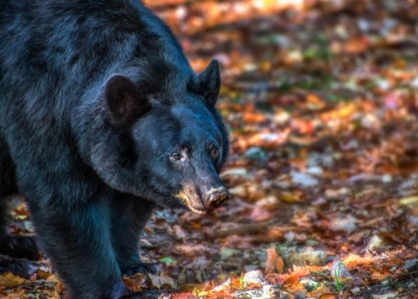 SUA: Doi americani au vrut sa omoare un urs dar au murit amândoi