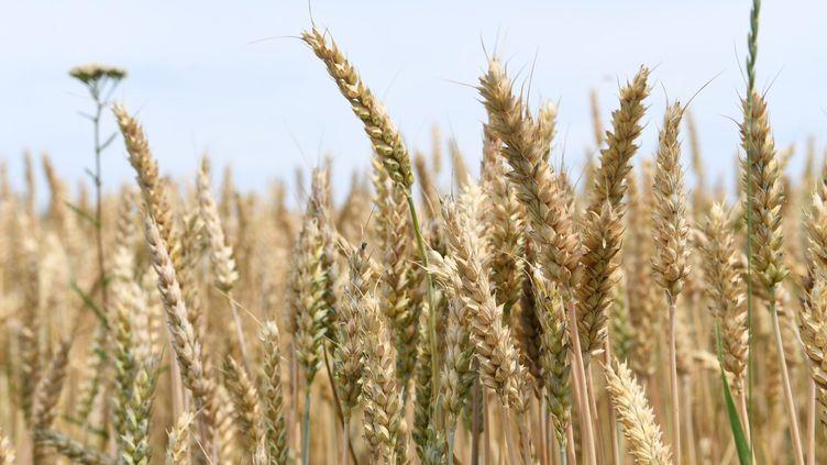 Războiul din Ucraina: prețurile grâului au atins niveluri record, o „creștere fără sfârșit”