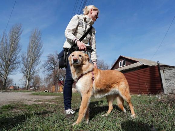 Abandonați în estul Ucrainei, pisicile și câinii caută noi case în Rusia