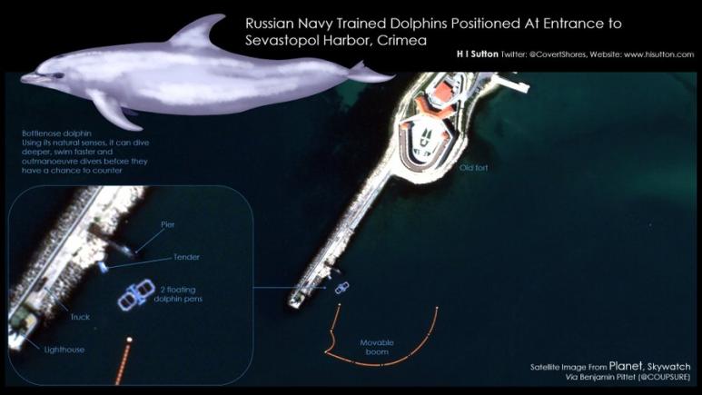 „Delfinii soldați” ai marinei ruse au fost reperați în Marea Neagra 