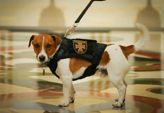Patron, câinele care detectează bombe a fost decorat de Zelensky