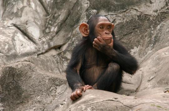 Variola de maimuță: trei săptămâni de carantină pentru persoanele de contact din Marea Britanie