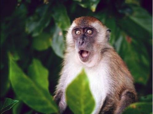 Variola maimuței evoluează? Oamenii de știință cred că acum ar putea fi mai transmisibil