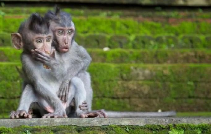 Variola de maimuță: Rusia cere OMS să investigheze biolaboratoarele americane din Nigeria