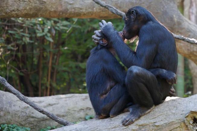 OMS cere reducerea numărului de parteneri sexuali pentru a ajuta la combaterea variolei maimuțelor