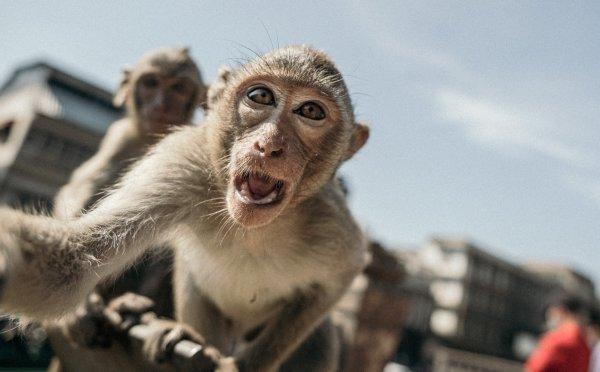 Variola maimuței: UE semnează un acord cu Bavaria Nordic pentru furnizarea a 110.000 de vaccinuri