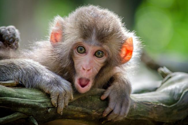 Variola de maimuță: Franța recomandă vaccinarea homosexualilor