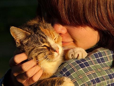 Studiu: pisicile înțeleg limbajul stapânilor când aceștia li se adresează pe un ton copilăresc