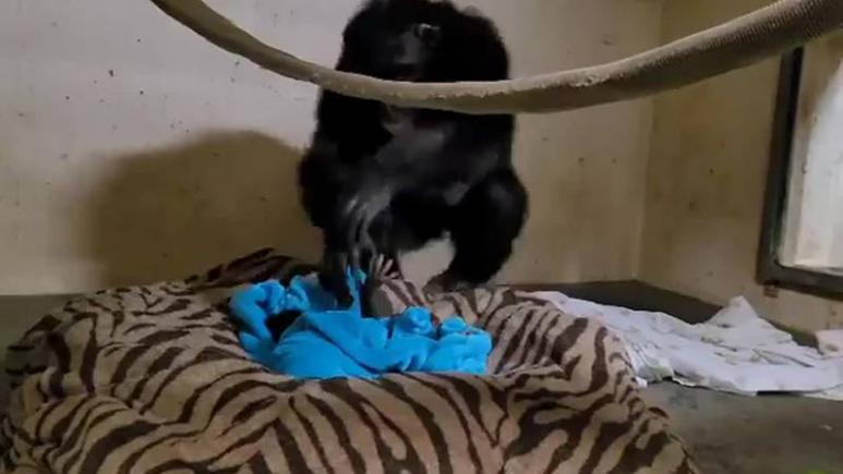Moment emoționant când o mamă cimpanzeu s-a reîntâlnit cu bebelușul ei – video