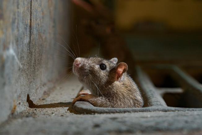 „Slujbă de vis” la New York: „măcelar” de șobolani