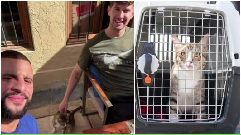 Englezii se întorc acasă fără Cupa Mondială... dar cu un nou prieten: au adoptat o pisică abandonată din Qatar