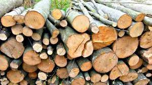 Franța se confruntă cu criza lemnelor de foc pe fondul scumpirii prețurilor la energie