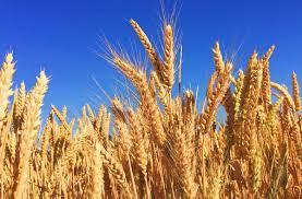 Cercetătorii au descoperit cum pot salva culturile de grâu în condiții de secetă extremă