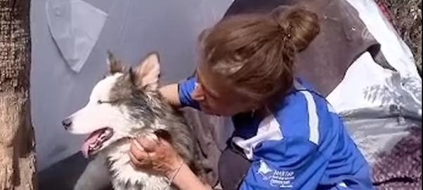 Un câine husky a fost scos de sub dărâmăturile din Turcia după 23 de zile fără apă sau mâncare