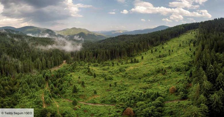 Ancheta Der Speigel: lemnul din zonele protejate din Romania ajunge la companiile austriece: mai mult de jumătate este tăiat ilegal