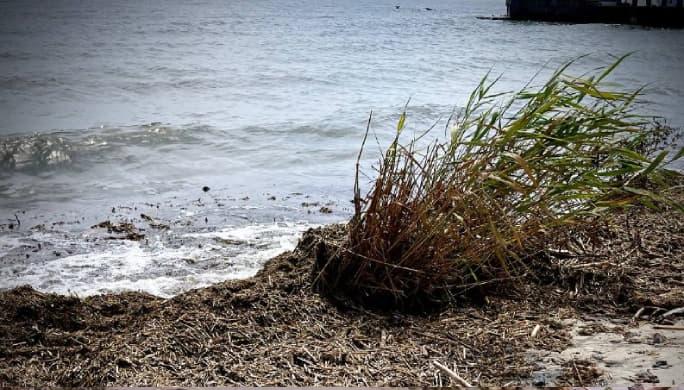 Odessa a interzis înotul în Marea Neagră din cauza deteriorării semnificative a calității apei