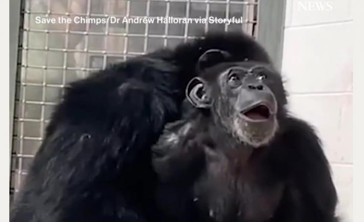 Uimirea unui cimpanzeu care descoperă cerul pentru prima dată după ce a petrecut 28 de ani într-un laborator