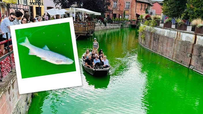 Franța: numeroși pești au murit dupa ce ecologiștii au aruncat un colorant puternic în apele orașului Colmar 