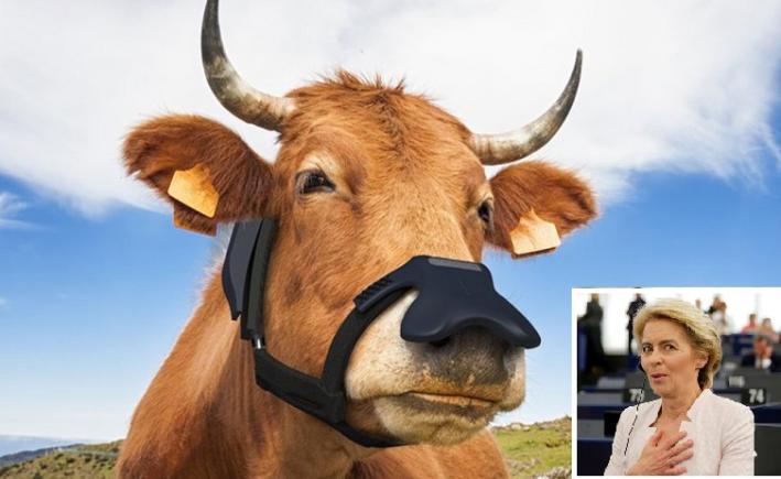 UE intenționează să oblige vacile să poarte măști pentru a lupta împotriva schimbărilor climatice