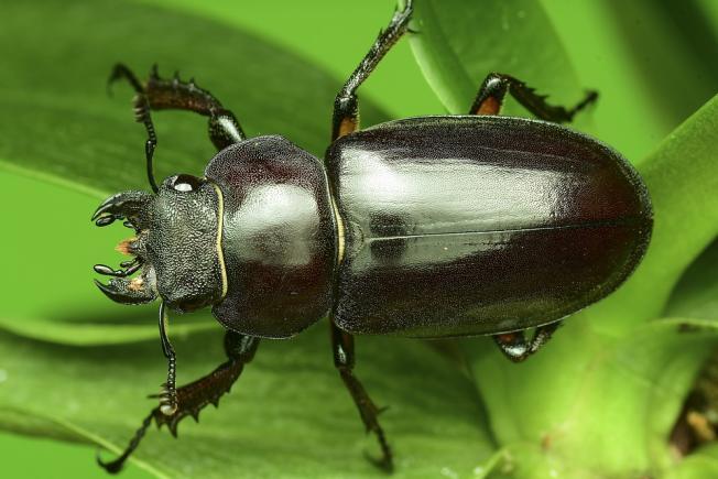 Tradiții și superstiții. Leacuri băbești. Tratamente cu insecte și broaște