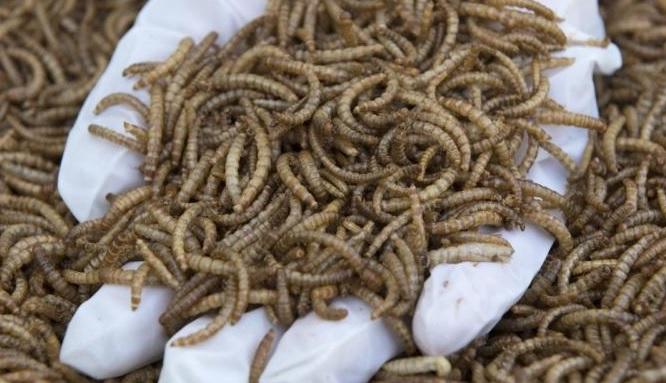 Tenebrio molitor: Insecta aprobată de UE pe care o consumați în pâine fără să știți
