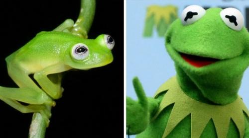 S-a descoperit o broască ce seamănă foarte mult cu Kermit din Muppets Show