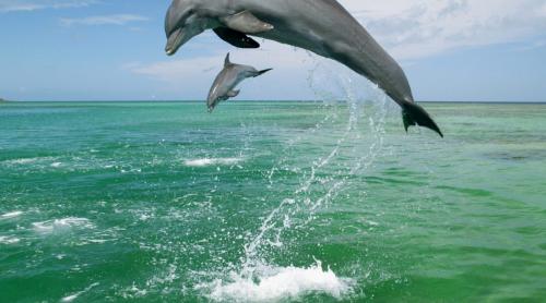 Protecţia delfinilor, prioritate pentru Parlament