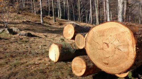 Sediile din România ale austriecilor de la Holzindustrie Schweighofer, verificate de echipe ale Ministerului Mediului