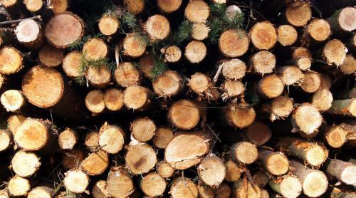 INS se contrazice cu societatea civilă: Anul trecut s-a tăiat mai puţin lemn decât în 2013
