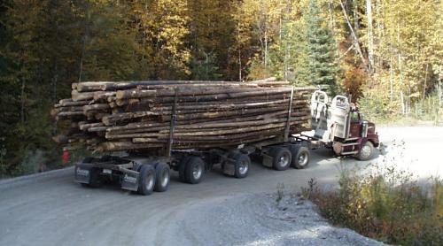 Proiect de lege. Exporturile de buşteni, cherestea şi lemn de foc ar trebui interzise timp de CINCI ani 