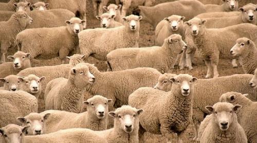 Agricultură modernă: Ciobanul care a pus o ... dronă paznic la oi (Video)