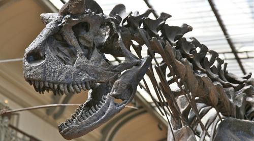 Canadienii au descoperit un dinozaur ierbivor. Este varul lui Triceratops!