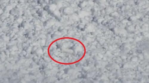 Asta da adrenalină! O avalanșă TERIFIANTĂ surprinde un iepuraș drăgălaș. IMAGINI FABULOASE filmate de webcam, în Rusia (VIDEO)