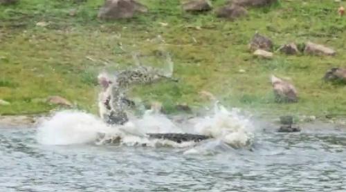 Scenă ORIBILĂ în parcul Kakadu, din nordul Australiei. Ce face un crocodil URIAȘ, sub ochii înmărmuriți ai turiștilor (VIDEO)