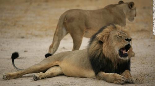 INCREDIBIL. Fratele leului Cecil a fost ucis sambata de un braconier in Zimbabwe