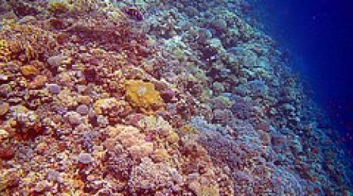 Atenţie! 4.000 de tone de cremă solară se depun în fiecare an pe recifele de corali