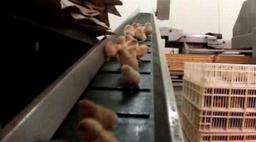 ÎNREGISTRARE ȘOCANTĂ în Franța! Angajații unei ferme, filmați în timp ce TOACĂ DE VII puișori de găină sau îi sufocă în saci de plastic (VIDEO)