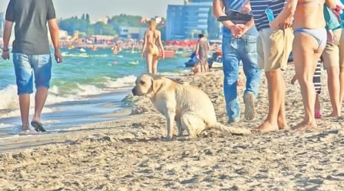 Cum să faci 10,000 de euro plimbându-ți câinele pe plajă!