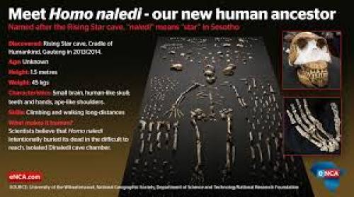 VIDEO: A fost descoperită o nouă specie înrudită cu omul: Homo naledi