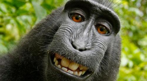 O maimuţă şi-a făcut SELFIE. Organizaţia PETA vrea ca ea să fie recunoscută proprietara pozelor