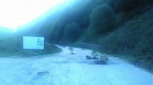 Locuitorii comunei Măguri Răcătău au plantat brazi în hârtoapele de pe drumul județean 107T