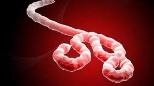 Reactivarea virusului Ebola în cazul unei infirmiere britanice