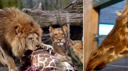 La un an de la scandalul Girafa Marius, disecţie publică a unui leu la o grădină zoologică din Danemarca