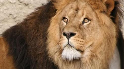 Anunț incredibil al autorităților din Zimbabwe despre dentistul american care l-a ucis pe leul Cecil 