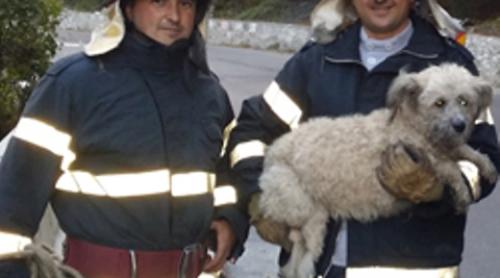 Cățel aruncat în Jiu, salvat de pompierii și salvamontiștii din Petroşani